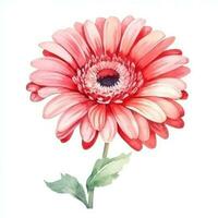 Watercolor gerbera flower isolated photo