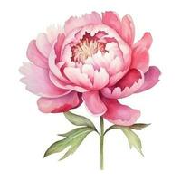 Watercolor peony flower isolated photo