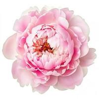 Pink peony flower isolated photo