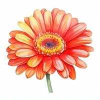 Watercolor gerbera flower isolated photo