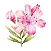 Watercolor pink flower isolated photo