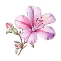 Watercolor pink flower isolated photo