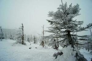 Snow blizzard over the pine forest in winter, Japan photo