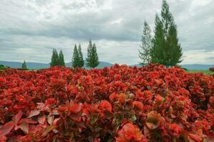 Beautiful copper leaf plants and pine trees on cloudy garden. photo