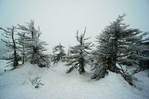 Snow blizzard over the pine forest in winter, Japan photo