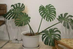 Monstera leaf in the pot photo