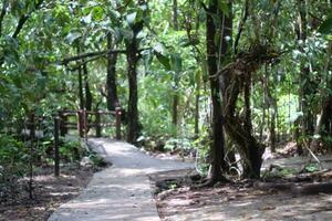 Walking wood bridge natural floor photo