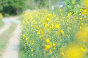 beautiful flowers in the garden photo