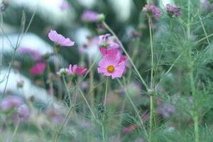 hermosas flores en el jardín foto