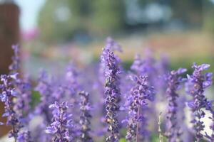 beautiful flowers in the garden photo