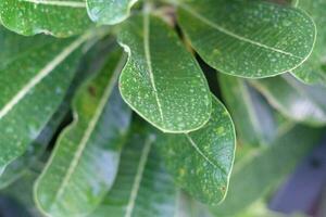 Green leaf leaves natural background light photo