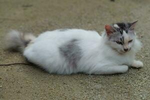 Cute cat on rock ground photo