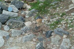 Cute cat on rock ground photo