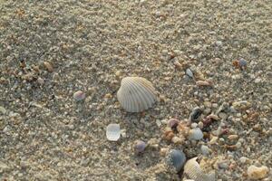 sea shells and stones on the beach in summer time photo