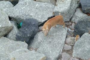 Cute cat on rock ground photo