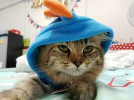 linda atigrado gato en azul bufanda acostado en tartán. foto