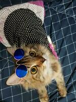 Cute siberian cat wearing sunglasses on a blue background. photo