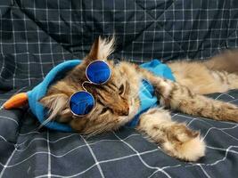 Cute siberian cat wearing sunglasses on a blue background. photo