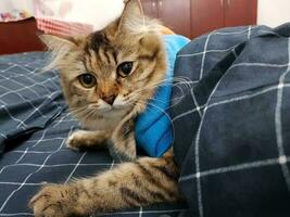 Cute siberian cat wearing sunglasses on a blue background. photo