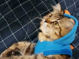 Cute siberian cat wearing sunglasses on a blue background. photo