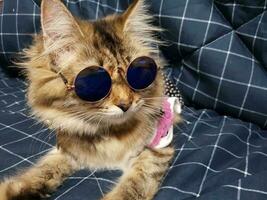 Cute tabby cat in blue scarf lying on plaid. photo