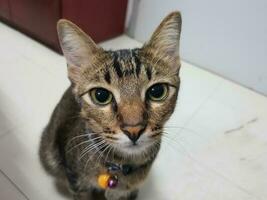 Cat in room photo
