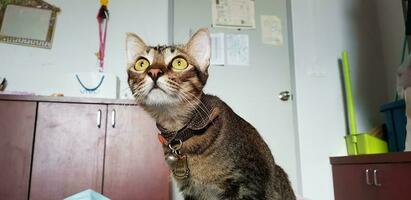 Cat in room looking for photo