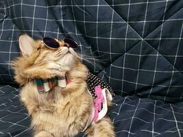 Cute siberian cat wearing sunglasses on a blue background. photo