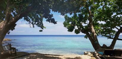 a beach with a tree and chairs near the water photo