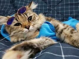 Cute siberian cat wearing sunglasses on a blue background. photo