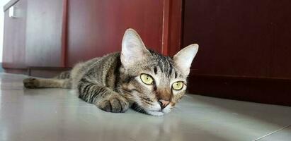 Cat in room looking for photo