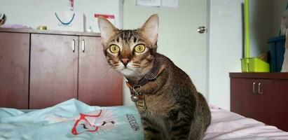 Cat in room photo