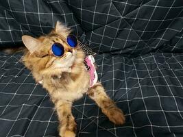 Cute siberian cat wearing sunglasses on a blue background. photo
