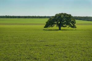 a lone tree in a field with a blue sky photo