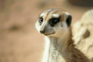 suricata animal. generar ai foto