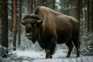 bisonte animal nieve bosque. generar ai foto