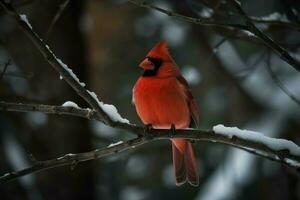 rojo cardenal pájaro naturaleza. generar ai foto