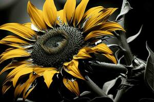 Sunflower. Generate Ai photo