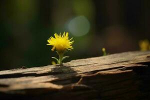 Dandelion flower on wood. Generate Ai photo