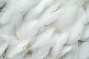 White feather pigeon bird. Generate Ai photo