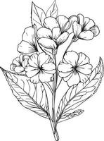 primrose line drawings, hand-painted primrose  wall art, Primula denticulata botanical wall art, simple primula drawing, bellflower stock outline drawing, primrose flower line art, vector