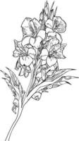 gladiolus line drawings, hand-painted primrose  wall art, gladiolus botanical wall art, simple primula drawing, gladiolus stock outline drawing, flower line art vector