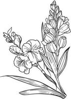 august birth flower drawings, august birth flower tattoo black and white, august birth flower gladiolus, gladiolus august birth month flower, gladiolus august birth flower drawing, vector