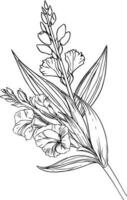 august birth flower tattoo black and white, august birth flower gladiolus, gladiolus august birth month flower, gladiolus august birth flower drawing, outline gladiolus drawing vector