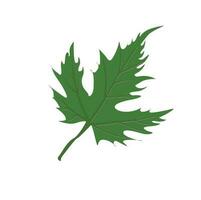 Green maple leaves vector illustration.  Seasonal leaves design template for decoration, sale banner, advertisement, greeting card and media content. Season concept. Flat vector isolated on white.