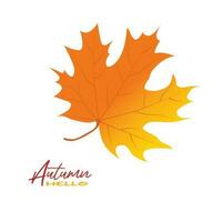 Autumn maple leaves vector illustration.  Autumn  leaves design template for decoration, sale banner, advertisement, greeting card and media content. Autumn concept. Flat vector isolated on white.