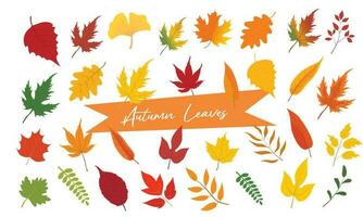 Vector set of colorful autumn leaves of different trees. Autumn leaves with different shapes and colors. Autumn illustration for postcard, books, magazine, fabric, textile. Yellow leaf, red leaf.