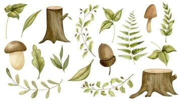 bosque elementos con hongos, sucursales, hojas y helecho. mano dibujado acuarela ilustración de bosque verde plantas en blanco aislado antecedentes para bebé ducha saludo tarjetas o invitaciones vector