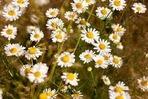 chamomile field on a summer day photo