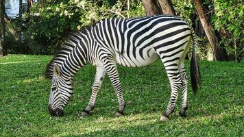 Zebra grazes on the river bank of Zambezi river photo